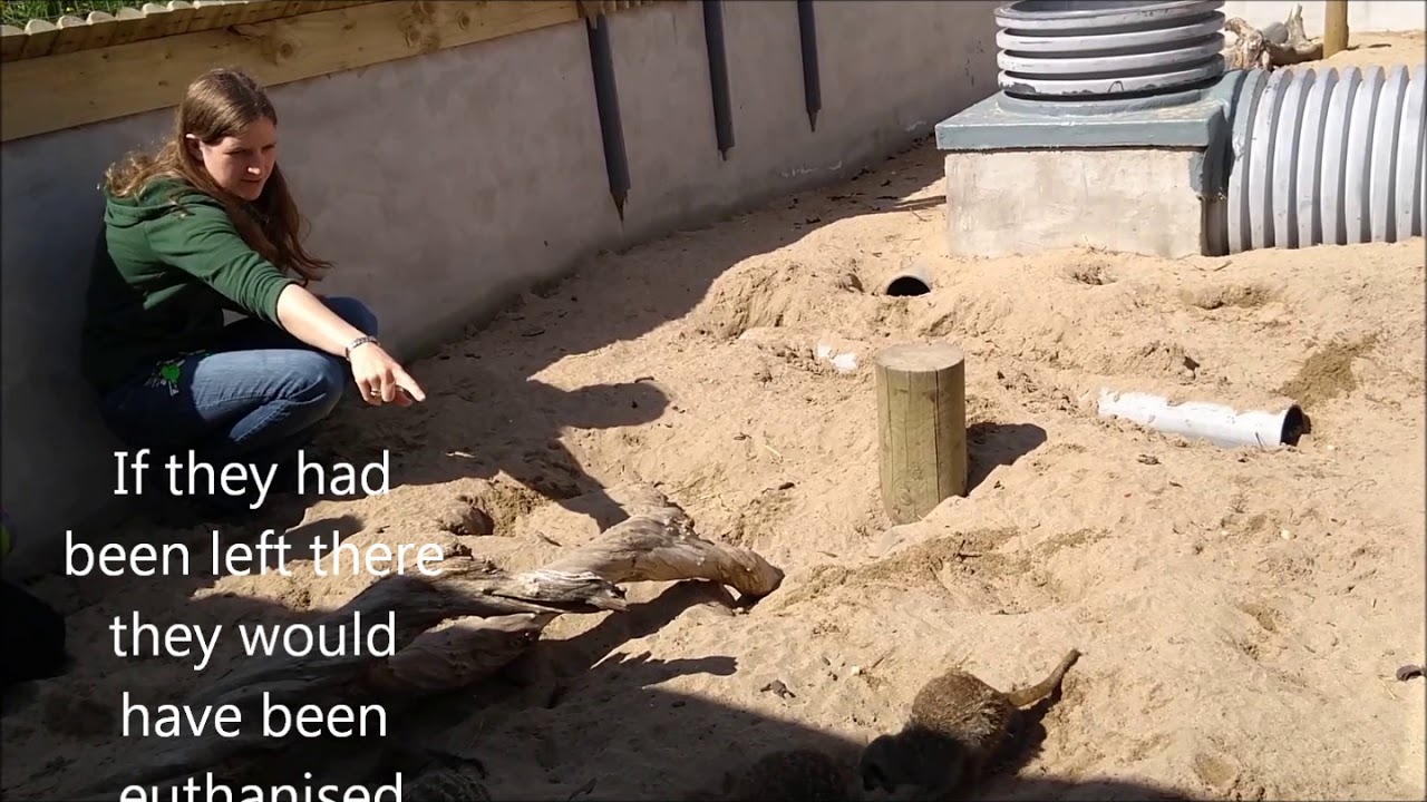 Meerkats of Fernvalley