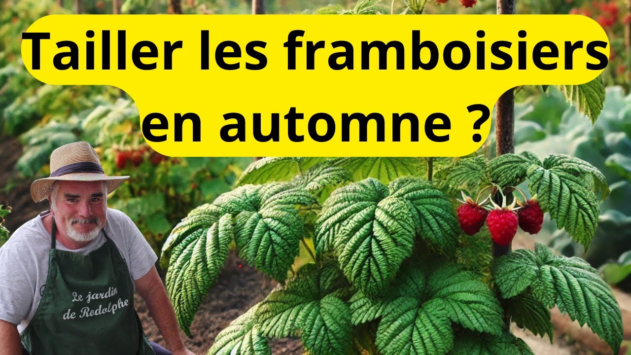 Quand et comment tailler les framboisiers en automne ?