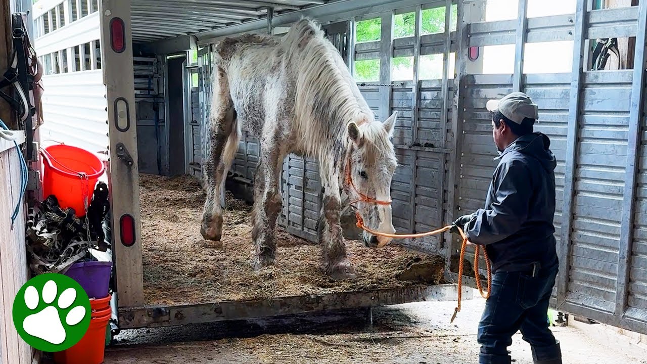 Спасенные рабочие лошадки переживают невероятную трансформацию