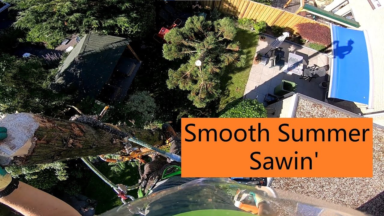 Tree removal - An Arborist Walk in the Park