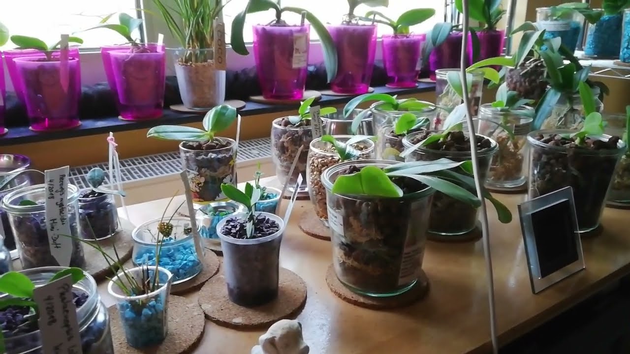 Orchideen - Andere Kulturform - So kultiviere ich Orchideen in Blähton