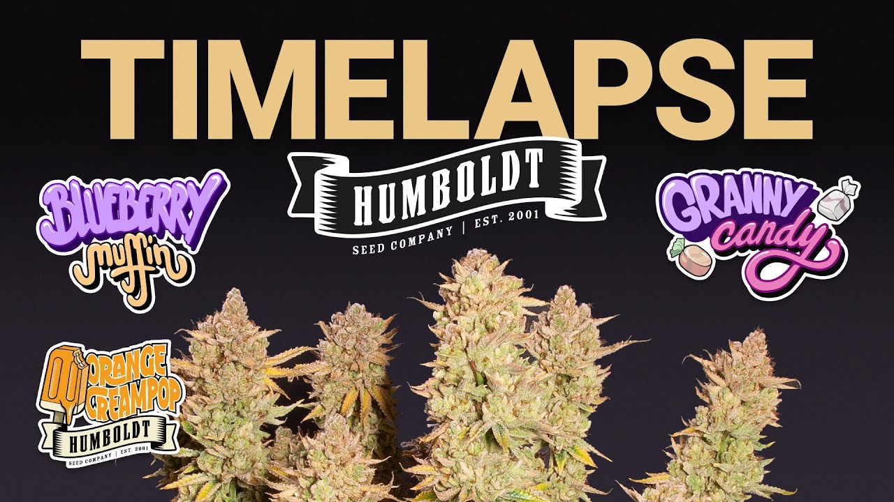 Timelapse - Humboldt Seed Company - Granny Candy, Blueberry Muffin & Orange Creampop