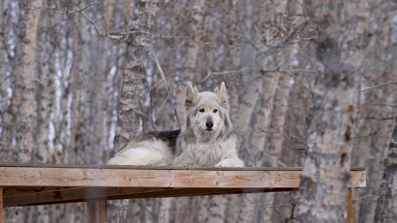 Yamnuska Wolf Dog Family Visit