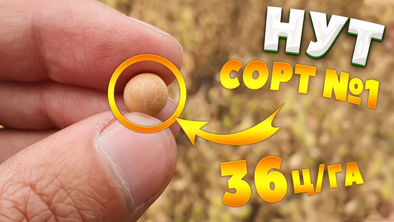 НУТ | Урожайность 36ц/га | СОРТ? |