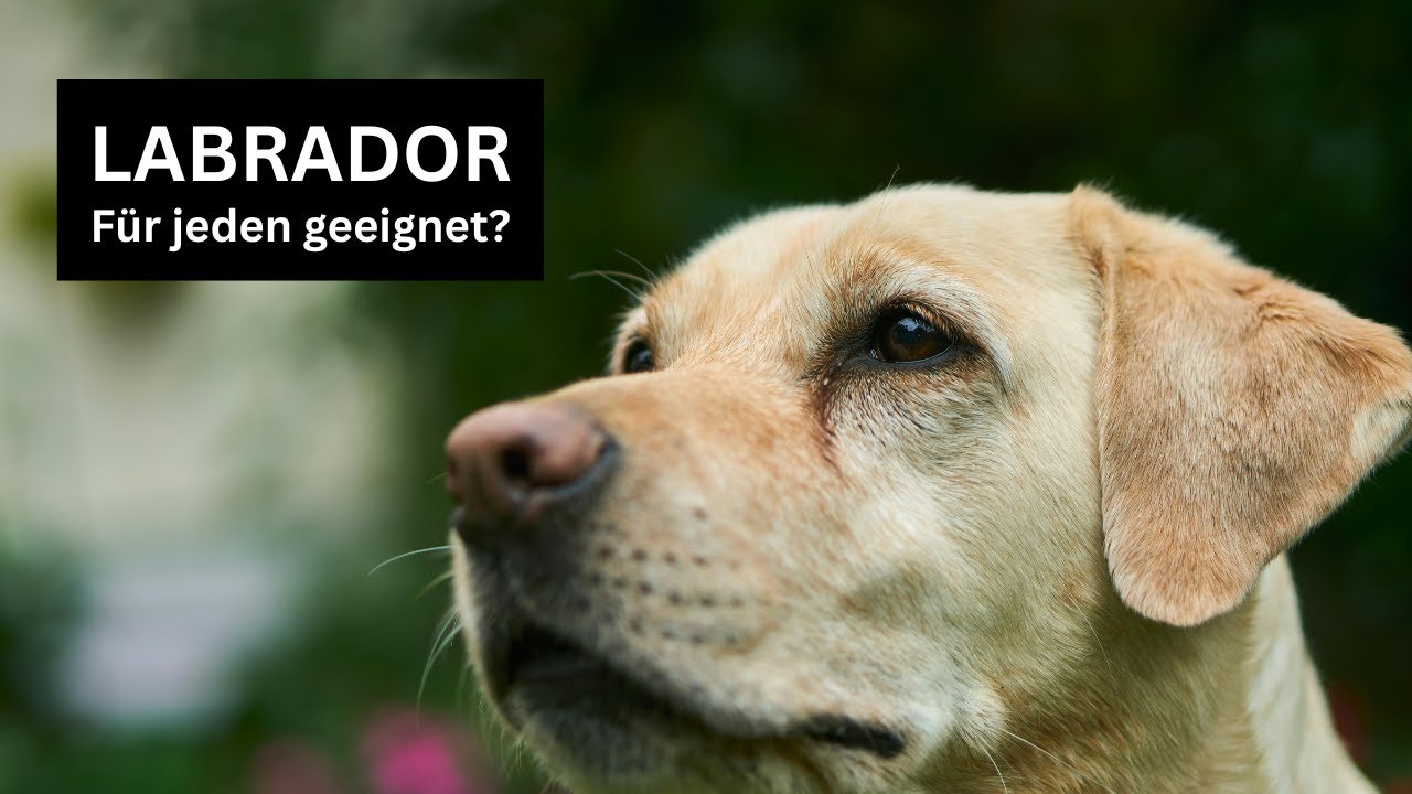 Labrador Retriever – Der perfekte Familienhund? | Alles über Haltung, Charakter & Tipps