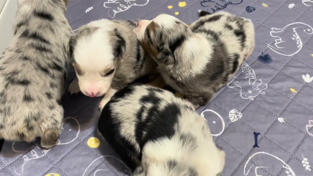 High Desert Aussies Abbies puppies