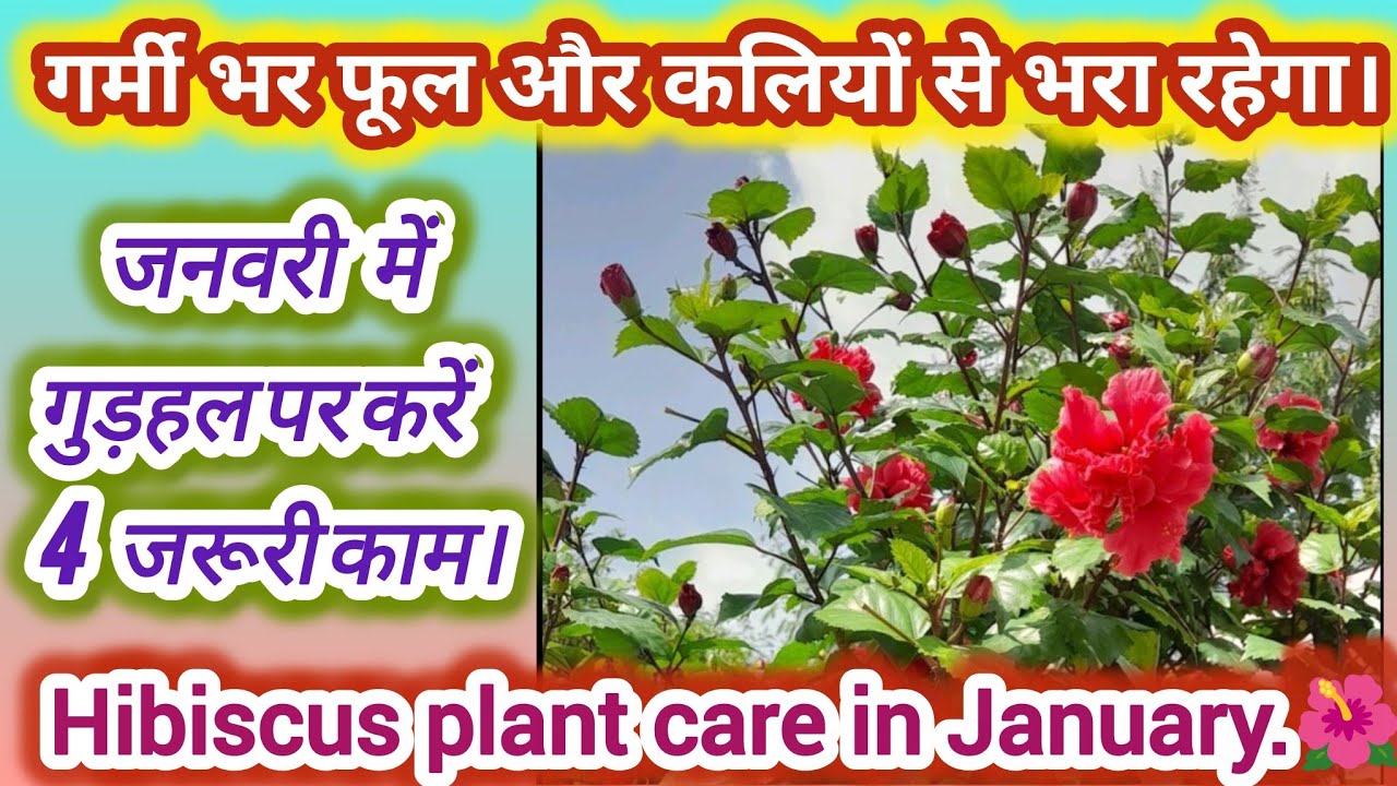 🌺Hibiscus care tips for January-February.// मार्च से गुड़हल पर ज्यादा फूल कैसे पाएं।#hibiscusplant🌺