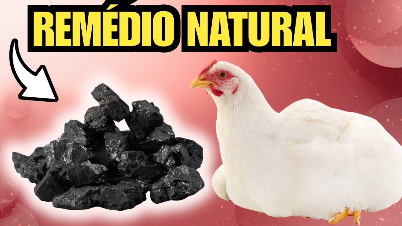 BASTA UM POTINHO E ADEUS DOENÇAS NAS SUAS GALINHAS! Carvão vegetal! 