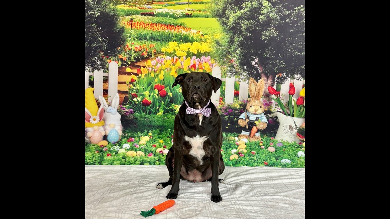 Training a Dog to Sit and Stand with Luring and Verbal Cues - Beginning Dog Training Cues/Commands