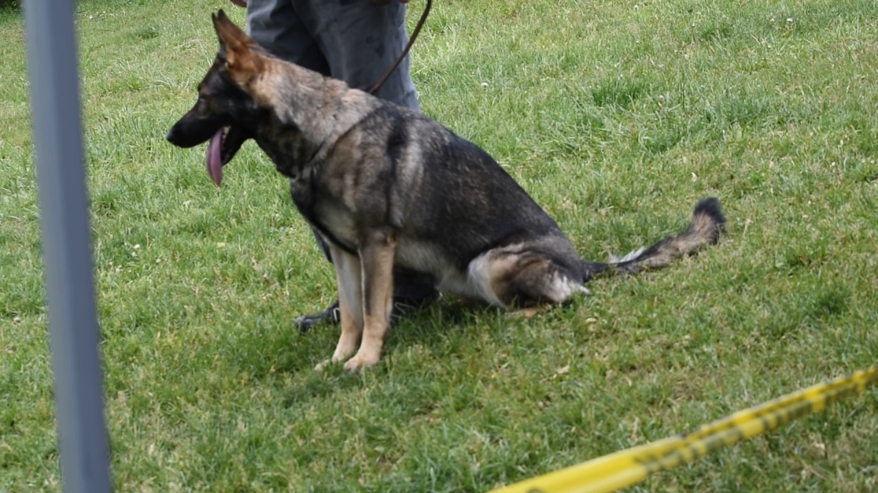 Xena von den Sportwaffen