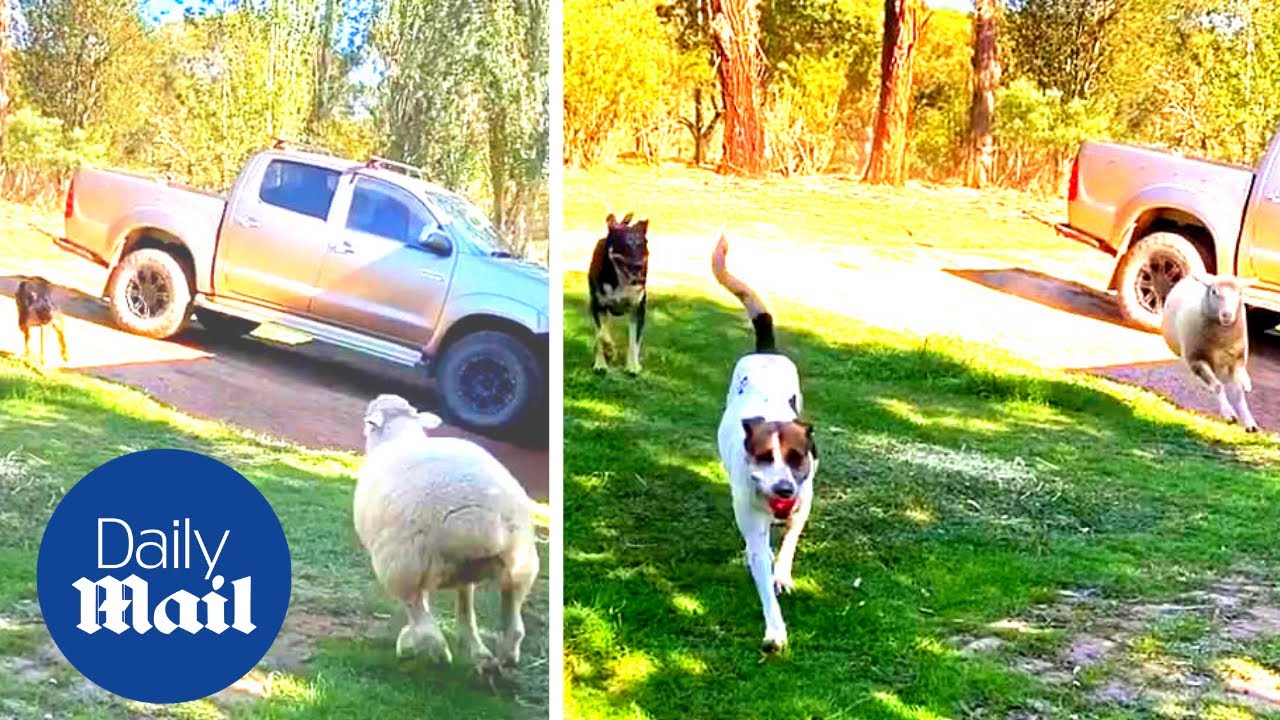 Adorable sheep thinks it's a dog and loves to play fetch