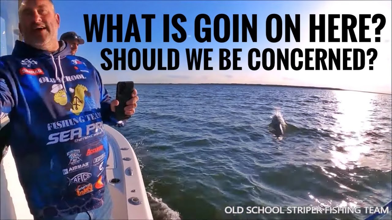 Striper Fishing GONE WRONG! Could this be BAD? We need HELP figuring this one out! Simrad