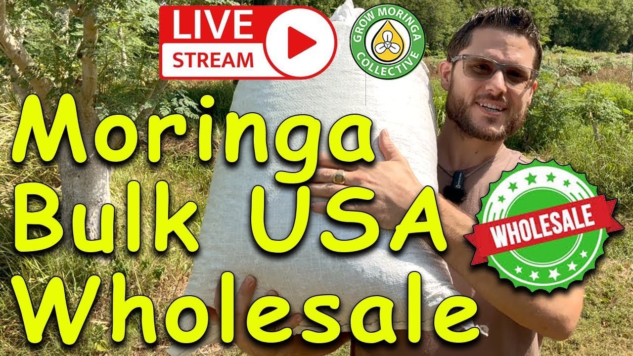 Wholesale Moringa Seeds | Bulk Powder & Loose Leaf | Local USA