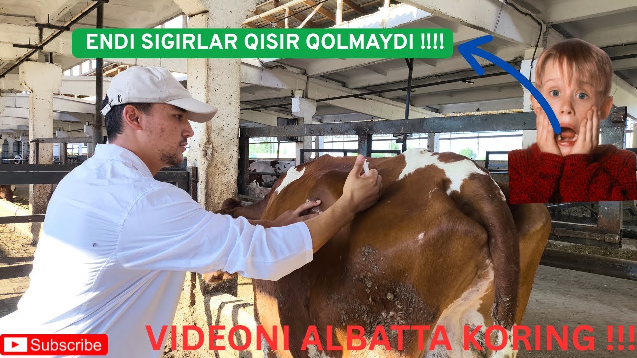 QISR VA QOCHMAYOTGAN SIGIRLAR UCHUN LICHENIYA !!!! #cow #farming #vet #veterinarian #BOGOZ #bozor