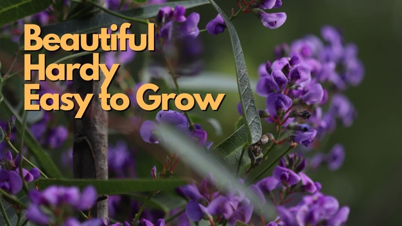 Hardenbergia violacea (Purple Coral Pea) | Australian Native Plant Profile | Grow Guide