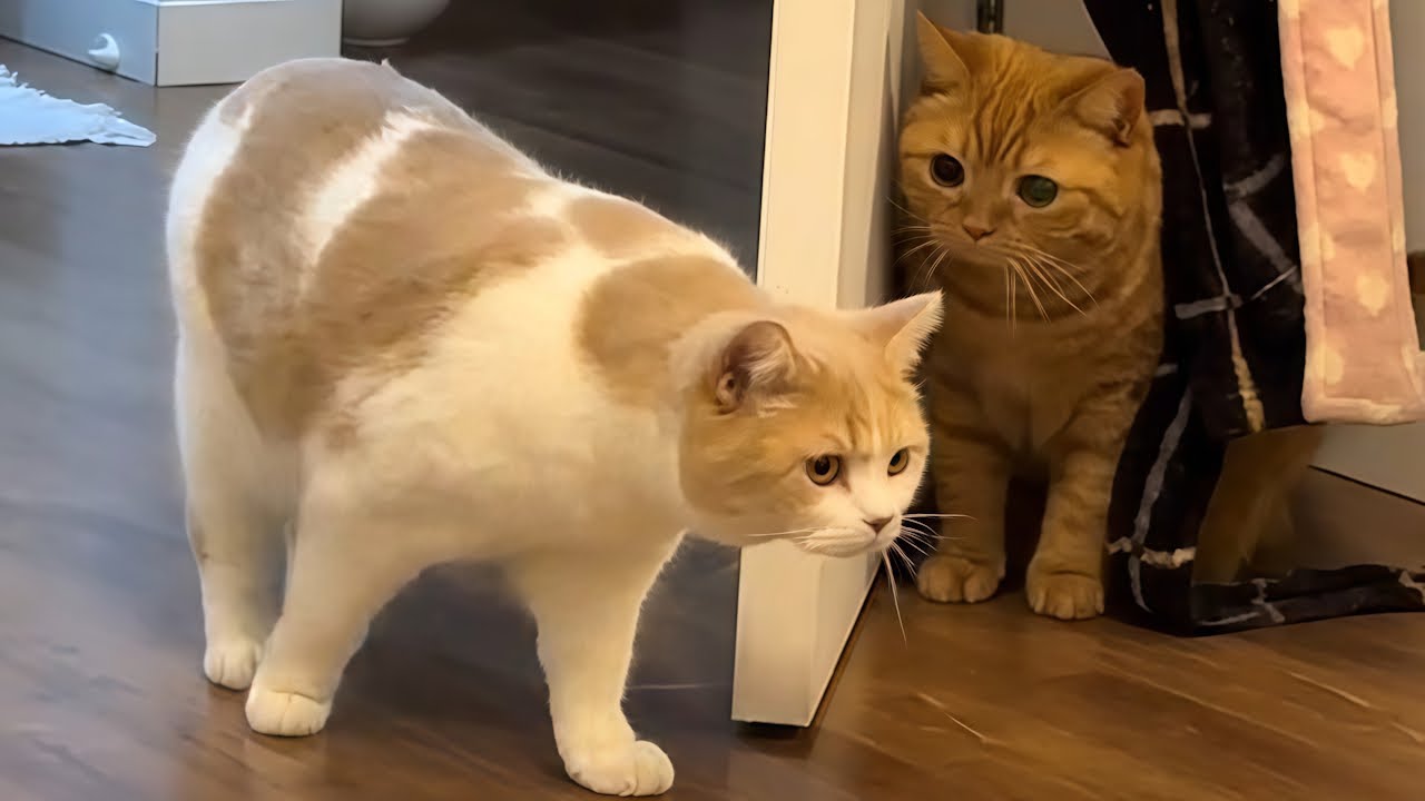Unpredictable Cats