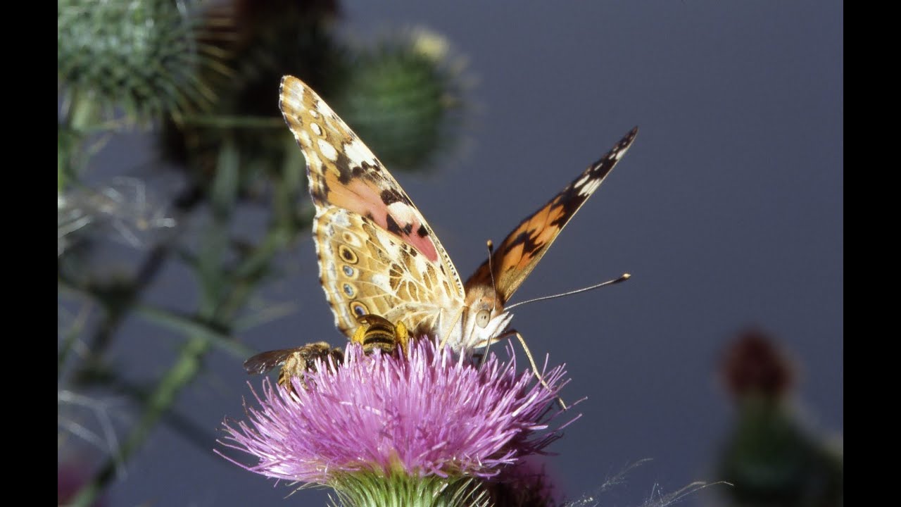 Piccole creature dei prati