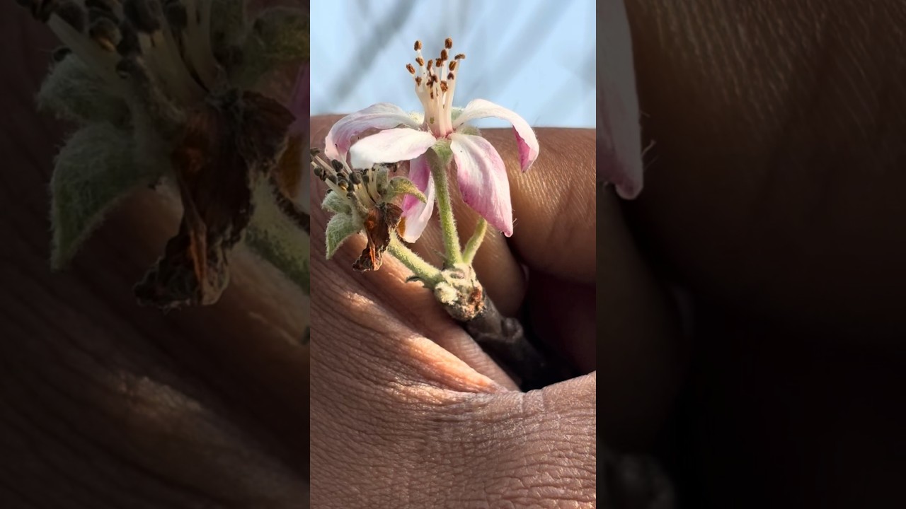 Bihar Seb 🍏 Season #shorts #minivlog #farmingvlog #farming #aftabshaikh #agriculture #vlog