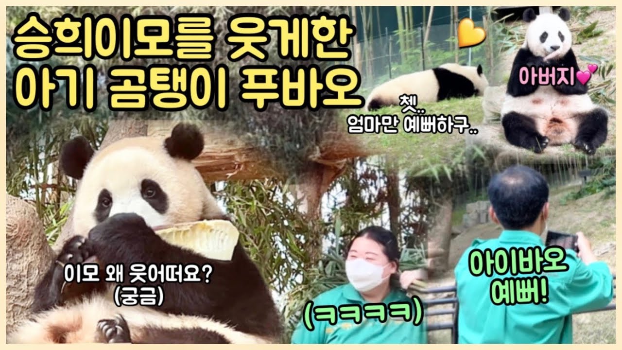 [ep.107] 할부지는 왜 엄마만 좋아해요?!?? 쳇! 푸바오 삐!짐!🤣/ 푸바오 보고 결국 현웃터진 승희이모💕/ 꿀렁거리는 러바오 배쨜~/ 에버랜드 판다월드
