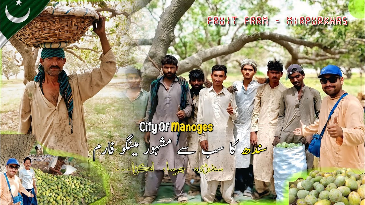Mirpurkhas - The city of mangoes | Rare export mango Varieties of PAKISTAN | Premium mango harvest