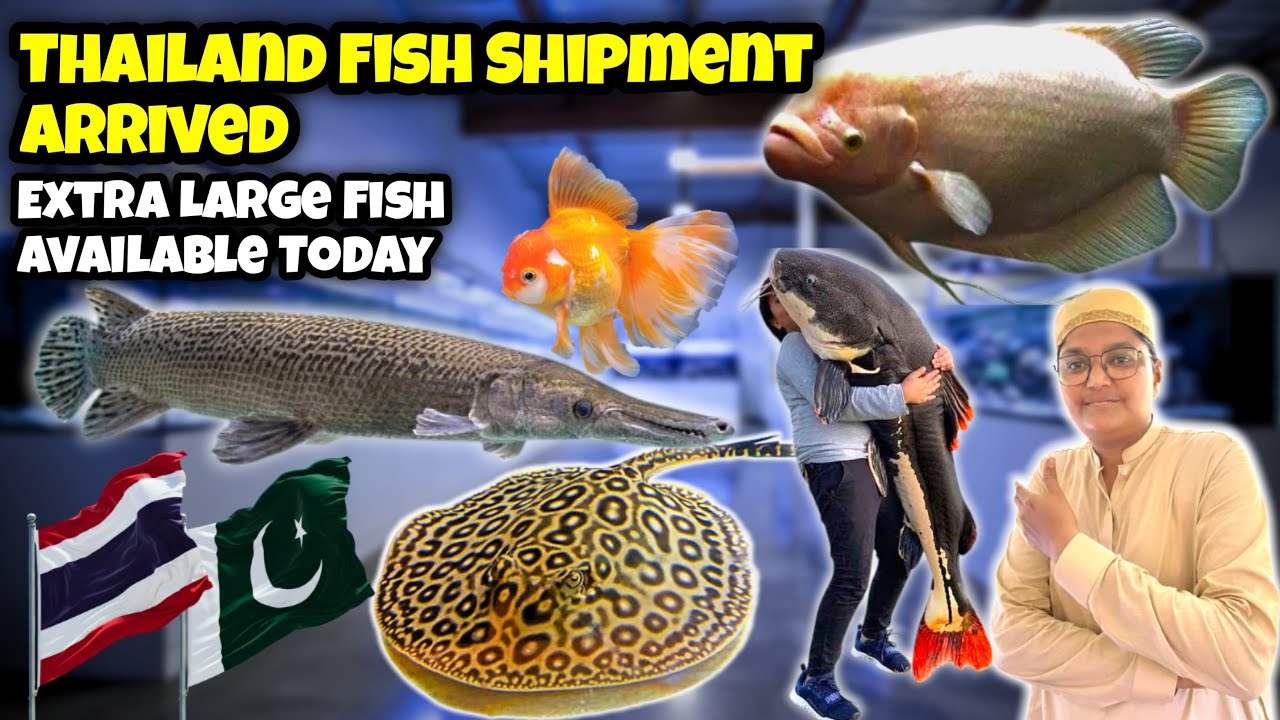 Massive Thailand Fish Arrival | Rare & Jumbo Aquarium Fish Stock Today | Kami razzaq 
