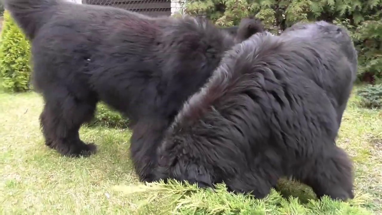 Day In The Life: My newfoundland dogs