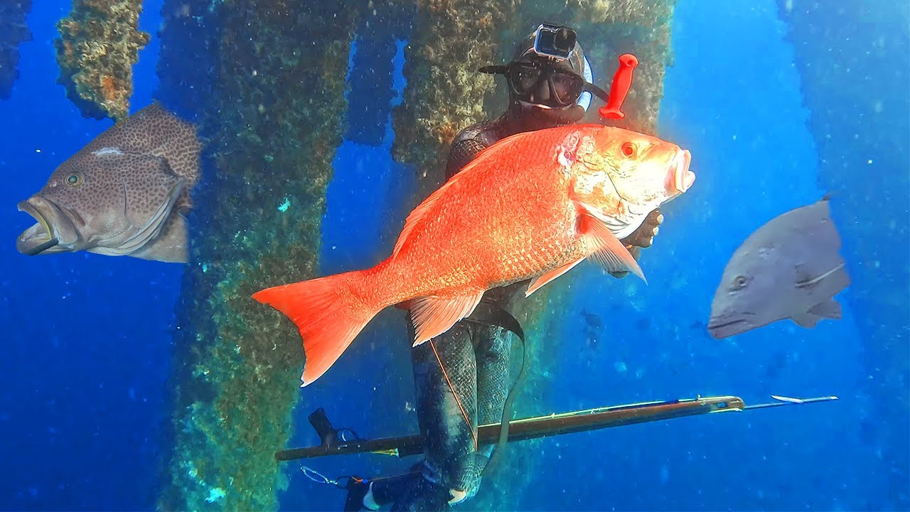 HUGE Fish EVERYWHERE! Oil Rig Spearfishing!{Non-Stop Action}