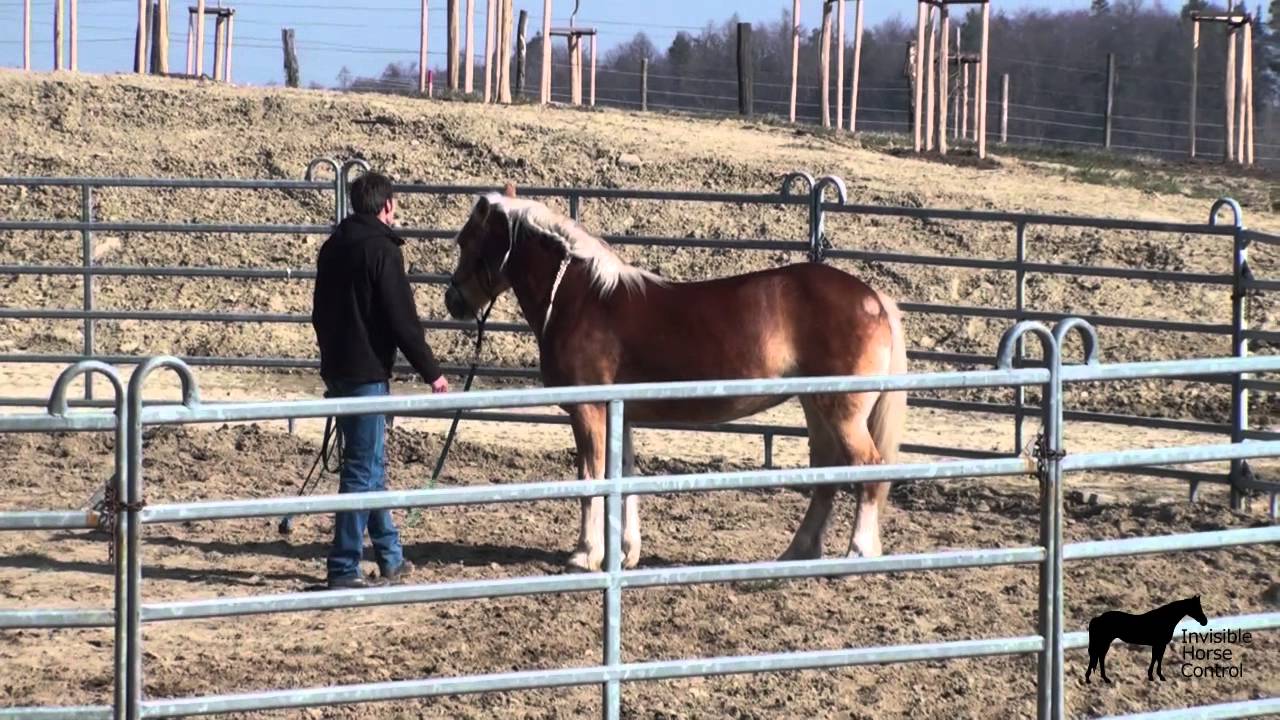 2 Things That Solve 90 Issues With Any Horse