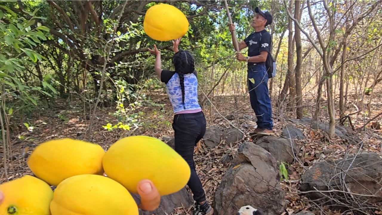🛑Mira los mangos 😲que encontramos en el cerro las tinajas 😋 (:AVENTURAS INTIPUQUEÑAS 503:)