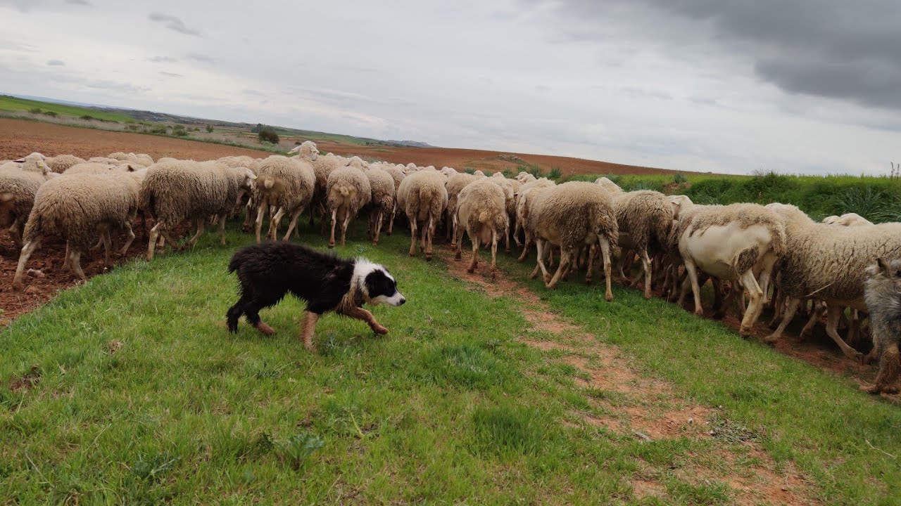 شاهد كيف تم تدريب الكلب زورو🐩 على الغنم في 5 أيام