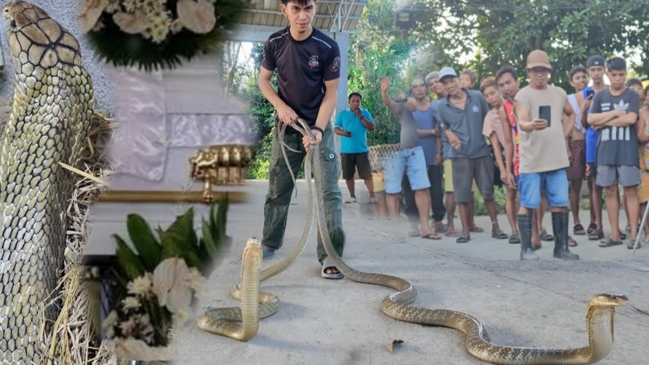 DALAWANG TAO NA ANG NAMAT4Y SA T*KLAW   NG KING COBRA AT DALAWANG JUMBO KING NAMAN ANG NAHULI