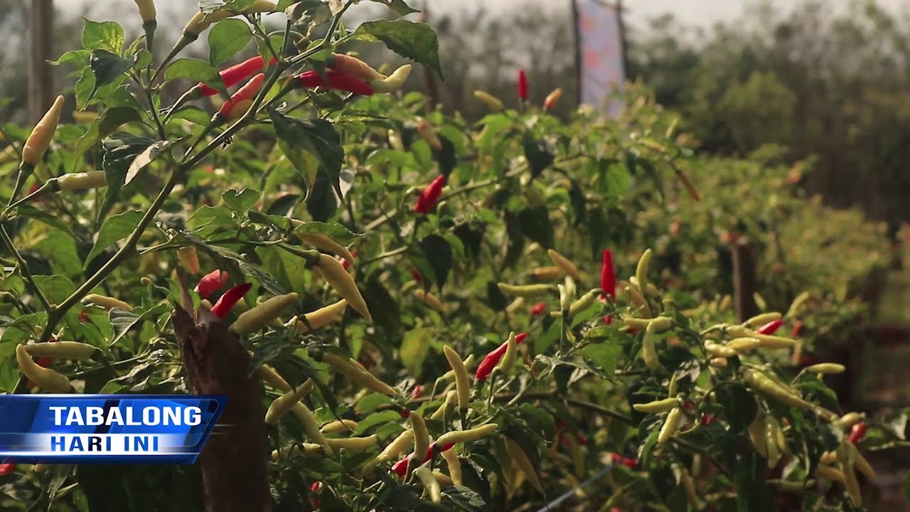 Potensial Jadi Komoditi Unggulan, Cabai tiung Tanjung Diuji Kekhasannya