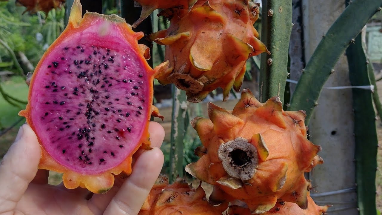 PITAYA ORANGE G1, PRODUÇÃO TOP, LINDA E DELICIOSA!