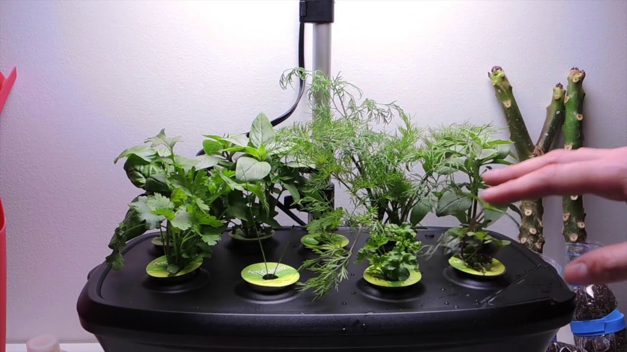 AeroGarden Bounty Update!  Herbs Growing like Crazy