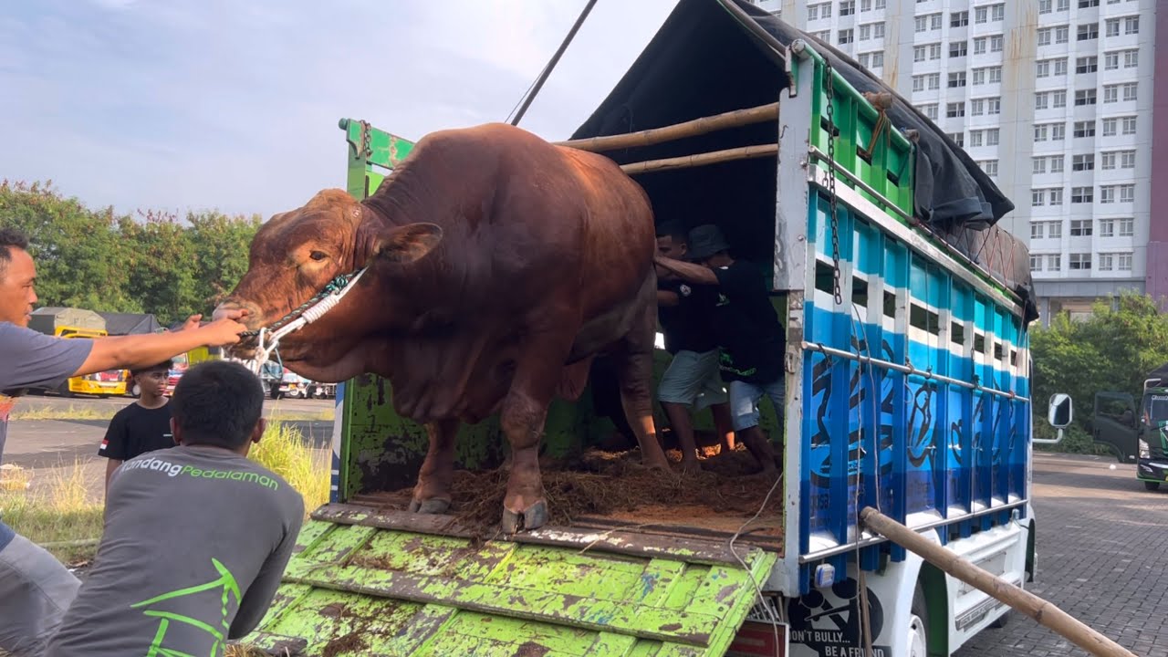 ROMBONGAN SAPI RAKSASA KP DATANG DI KONTES APPSI JAKARTA TURUN DARI TRUK OLENG ‼️🔥🔥🔥