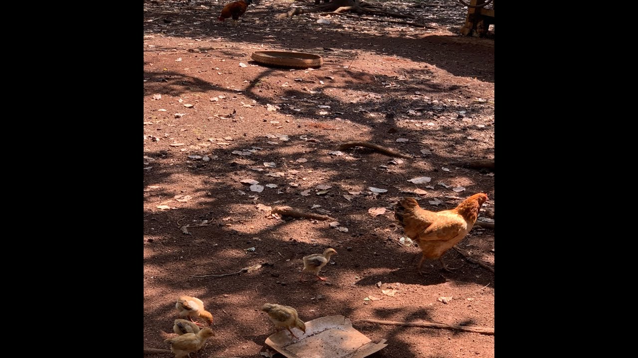 Feeding chickens in the forest #feedingchickens #chickenfarming