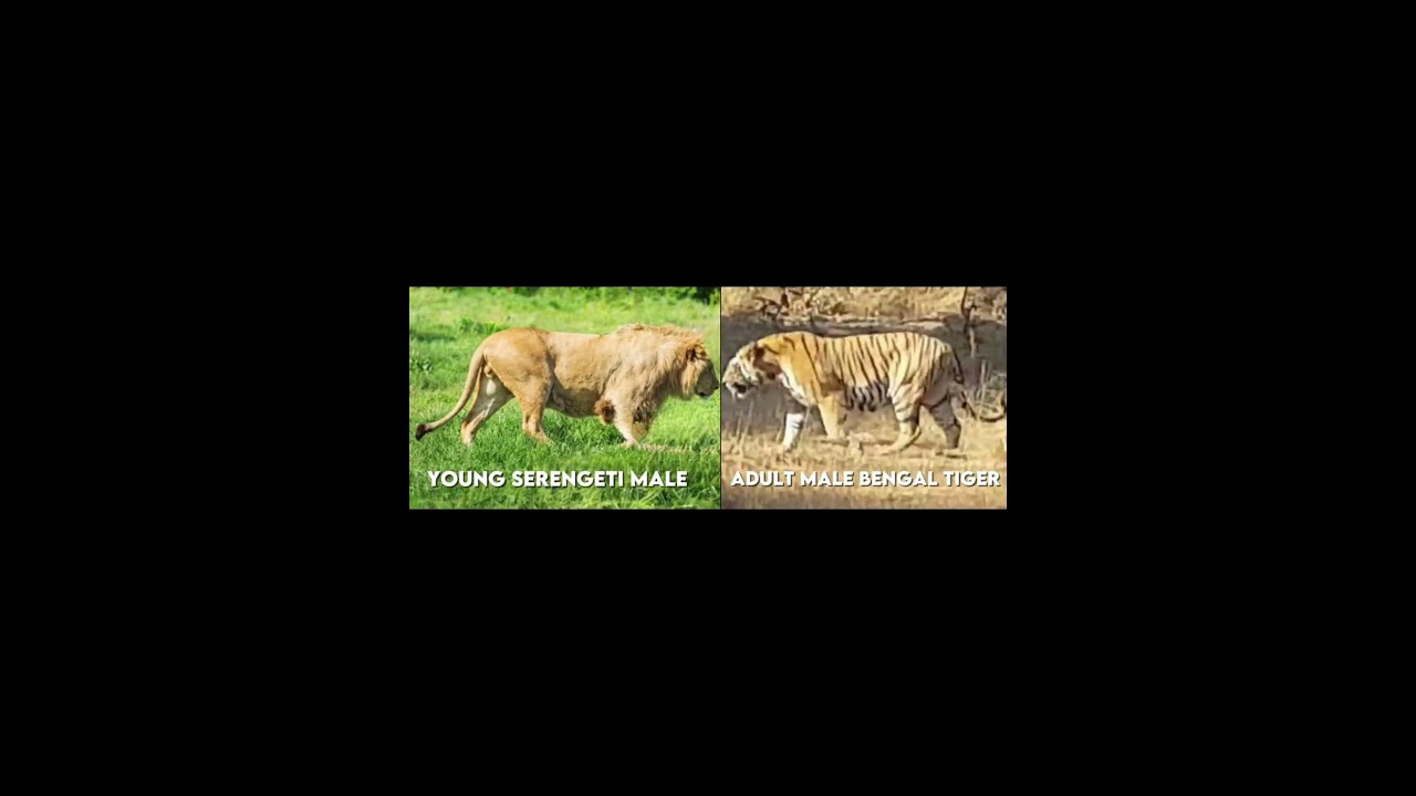 Part 1 lion vs tiger size comparison