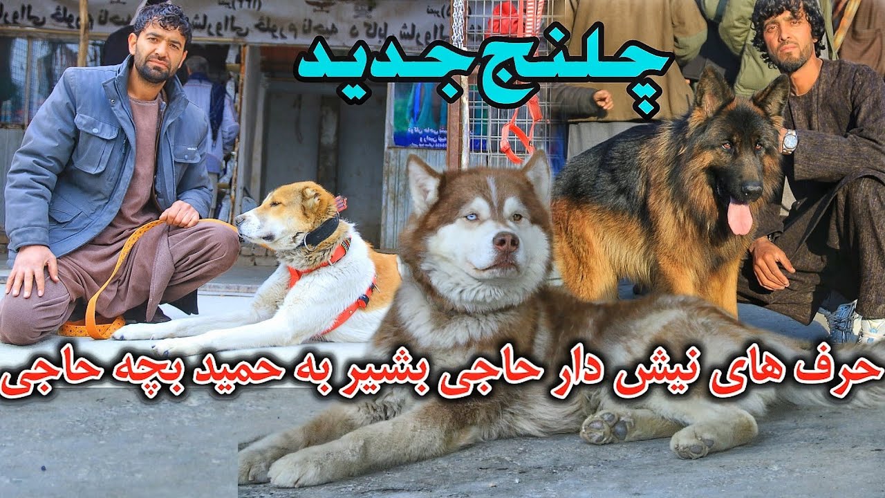 چلنج حاجی بشیر به شوقی ها و حرف های نیش دار به حمیدبچه حاجی- challenge of Haji bashir to all