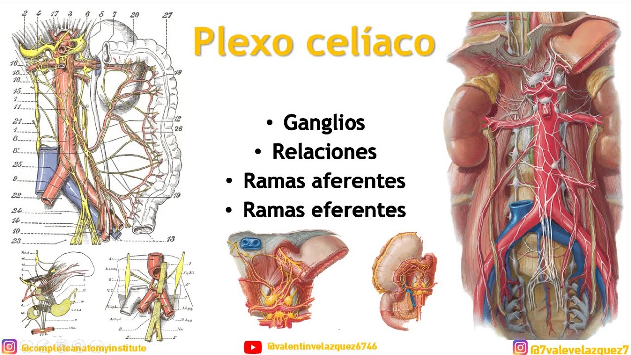 PLEXO CELÍACO (Ganglios, ramas aferentes, ramas eferentes, relaciones)