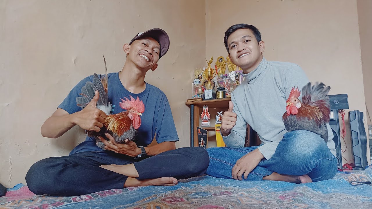 GERBEK KOLEKSI PIALA DAN AYAM KATE BANG AZMI FARM ATAU KANDANG WARNA 😁