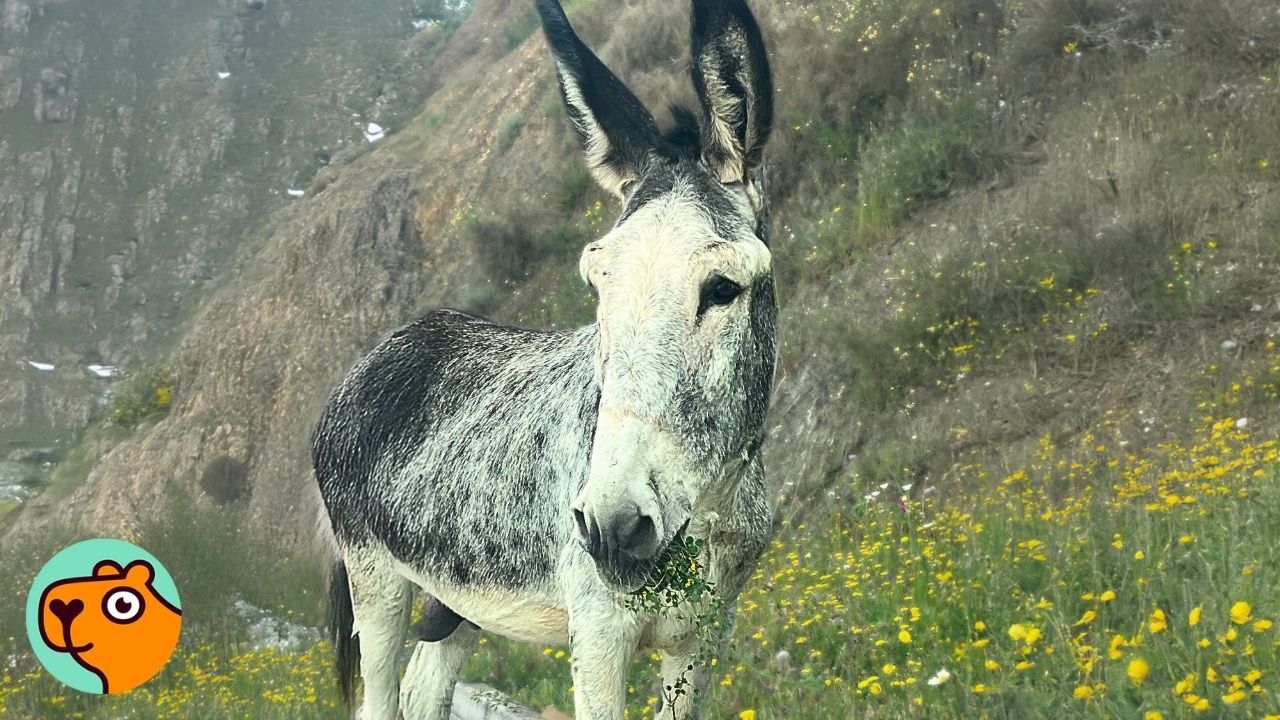 Donkey Saved From The Road Stuns Everyone By Becoming A Singer! | 3 Best Stories
