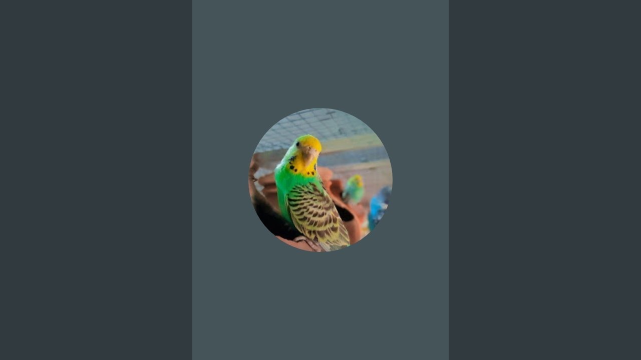 YFB birds  is live!