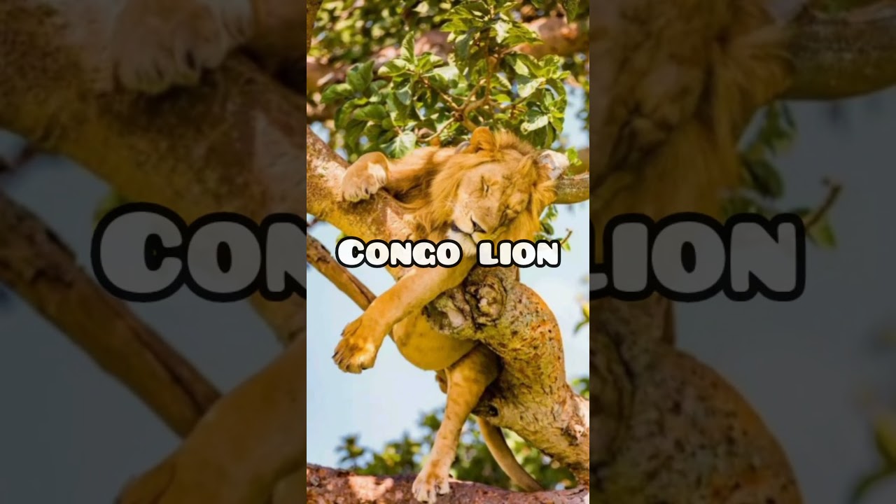 6 Most Powerful Extinct Lion Species! 