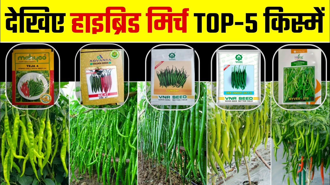 mirch ki kheti | TOP -5 hybrids variety | Hybrid mirch ki kheti | मिर्च की खेती