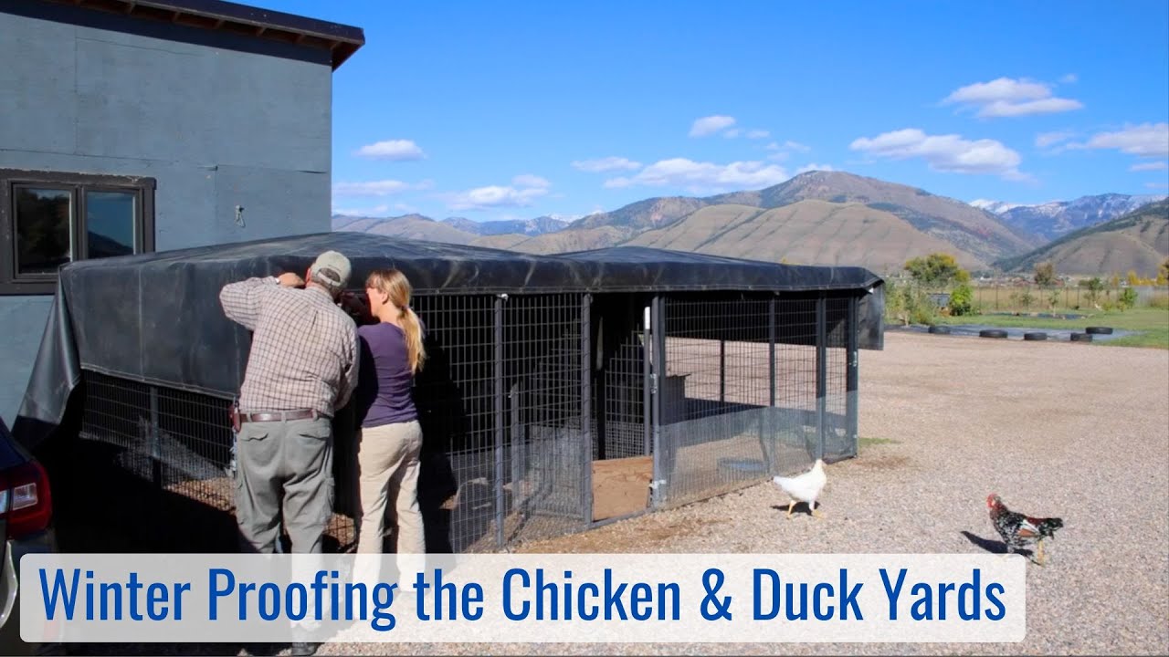 Winter Proofing the Chicken & Duck Yards, Happy Icelandic Chickens & Laying Khaki Campbell Ducks