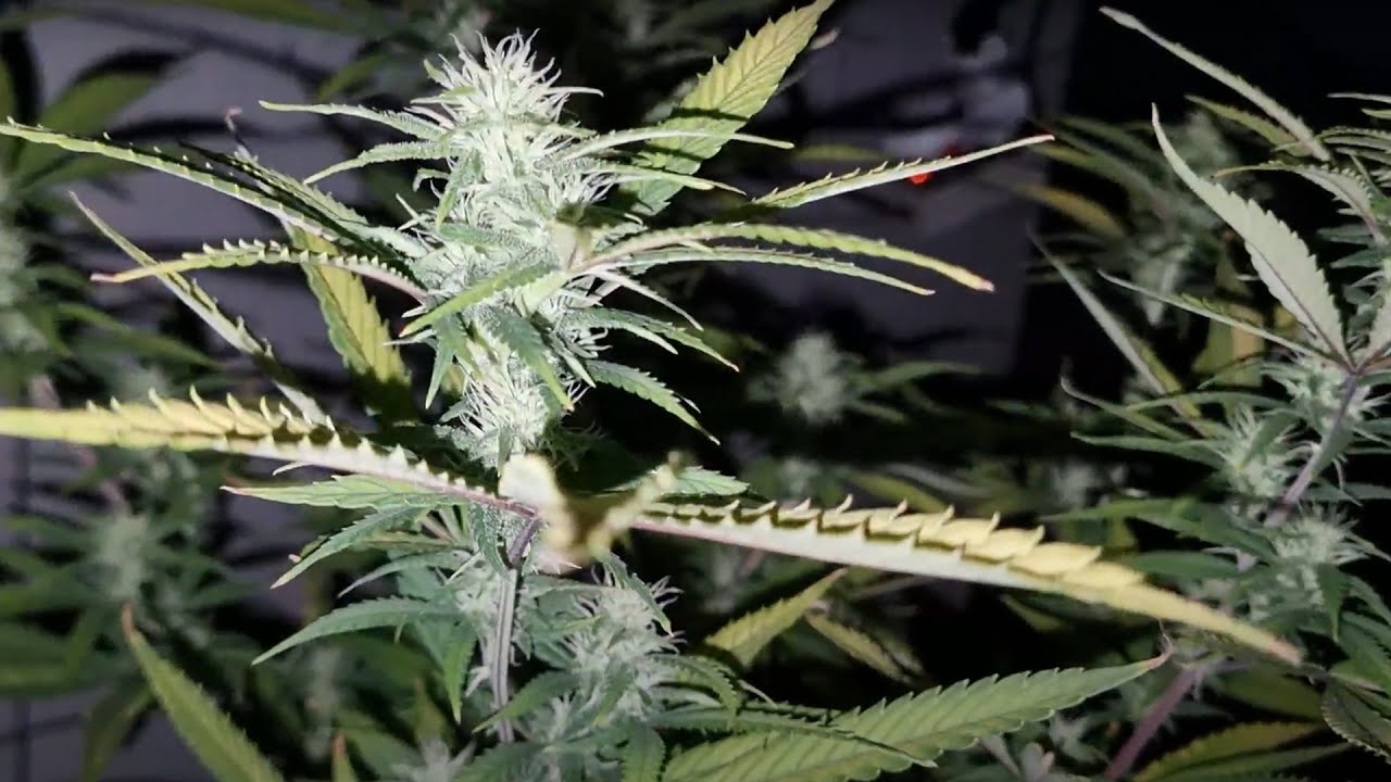 Gen&eacute;tica Super Lemon Haze - Breeder BSF Seeds