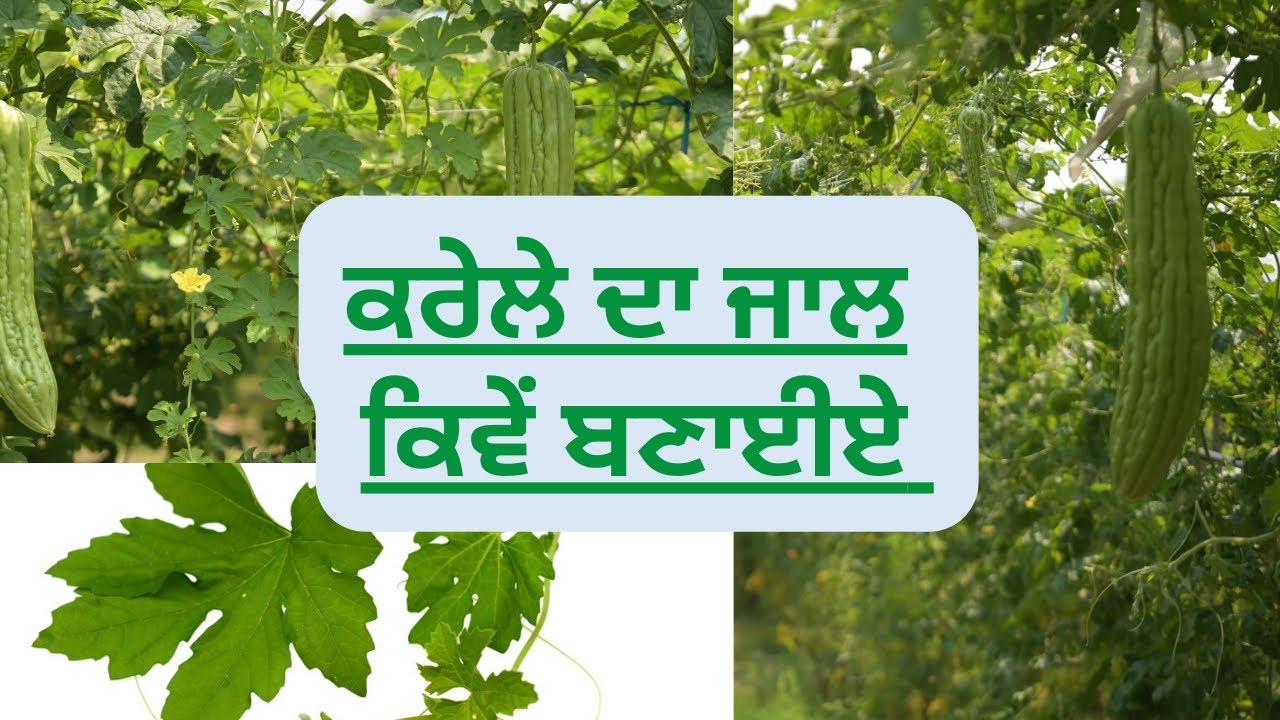 ਸਾਰਾ ਸਾਲ ਕਰੇਲੇ ਦੀ ਫਸਲ ਚਲਾਉਣ ਲਈ ਜਾਲ ਕਿਵੇਂ ਬਣਾਈਏ?