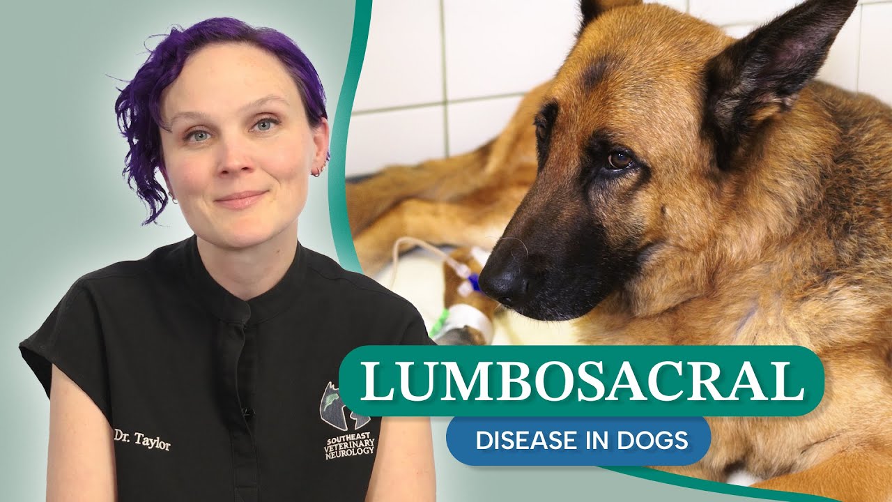 Lumbosacral Disease in Dogs: Symptoms, Diagnosis & Treatment Options