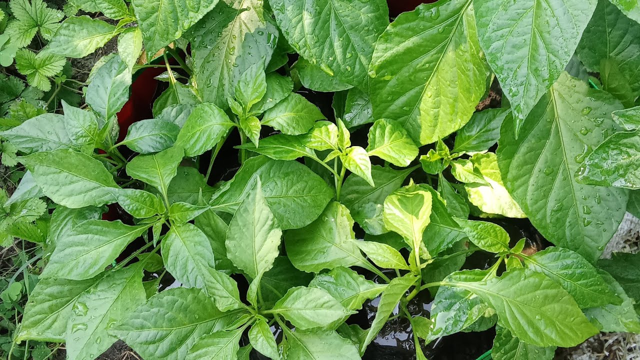 My Ghost Peppers Plants / Lagane Ke Liye Taiyar Hai / Bhut Jolokia Paudha 