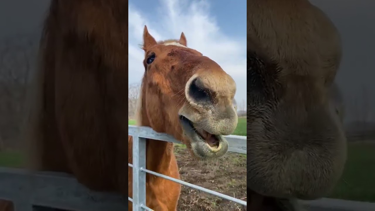 バナナを食べるタイキシャトル